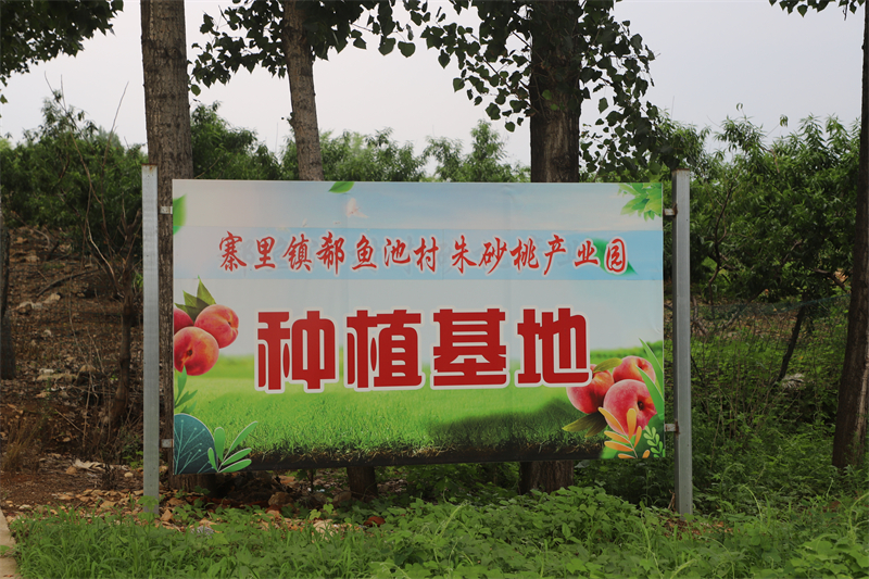 “桃”离致富丨寨里镇郗鱼池村：党支部领办合作社做活“桃”经济 一颗桃苗酿出乡村振兴“蜜”滋味 - 莱芜生活网
