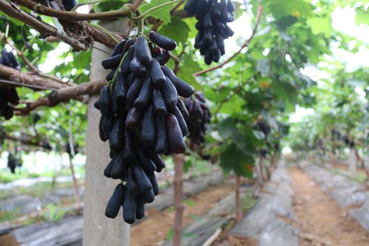 莱芜区和庄镇：蓝宝石葡萄熟