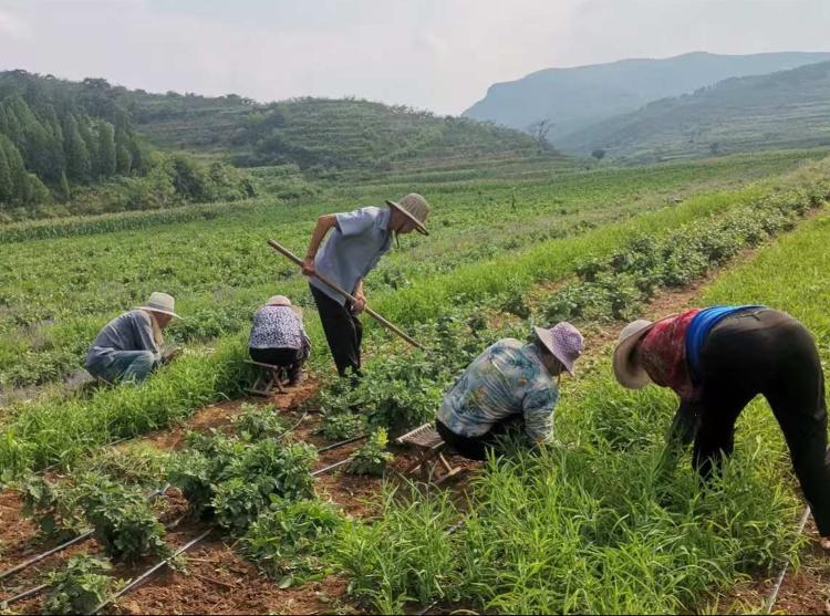 雪野街道：种植草药富一方，合作社里绘振兴 - 莱芜生活网