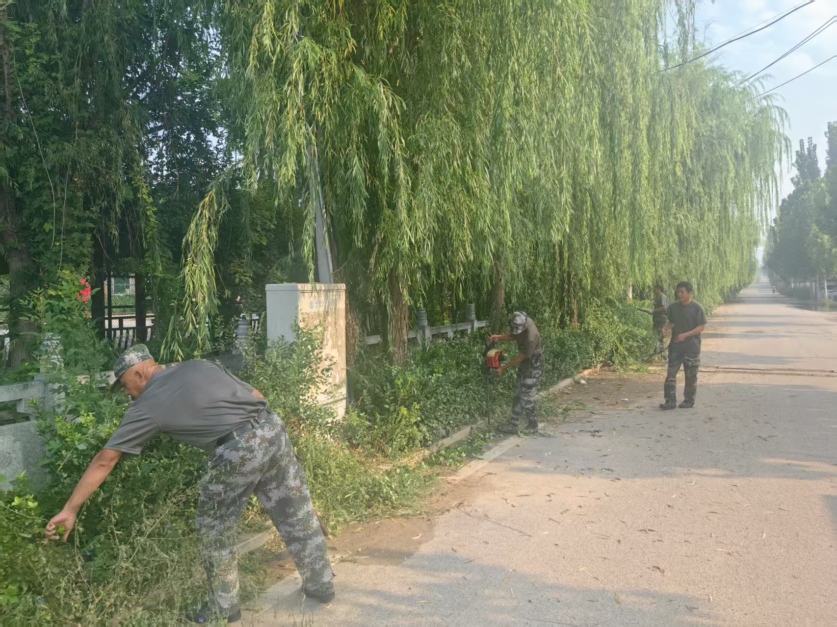 莱芜区苗山镇：大树“理发”“剪”除隐患 - 莱芜生活网