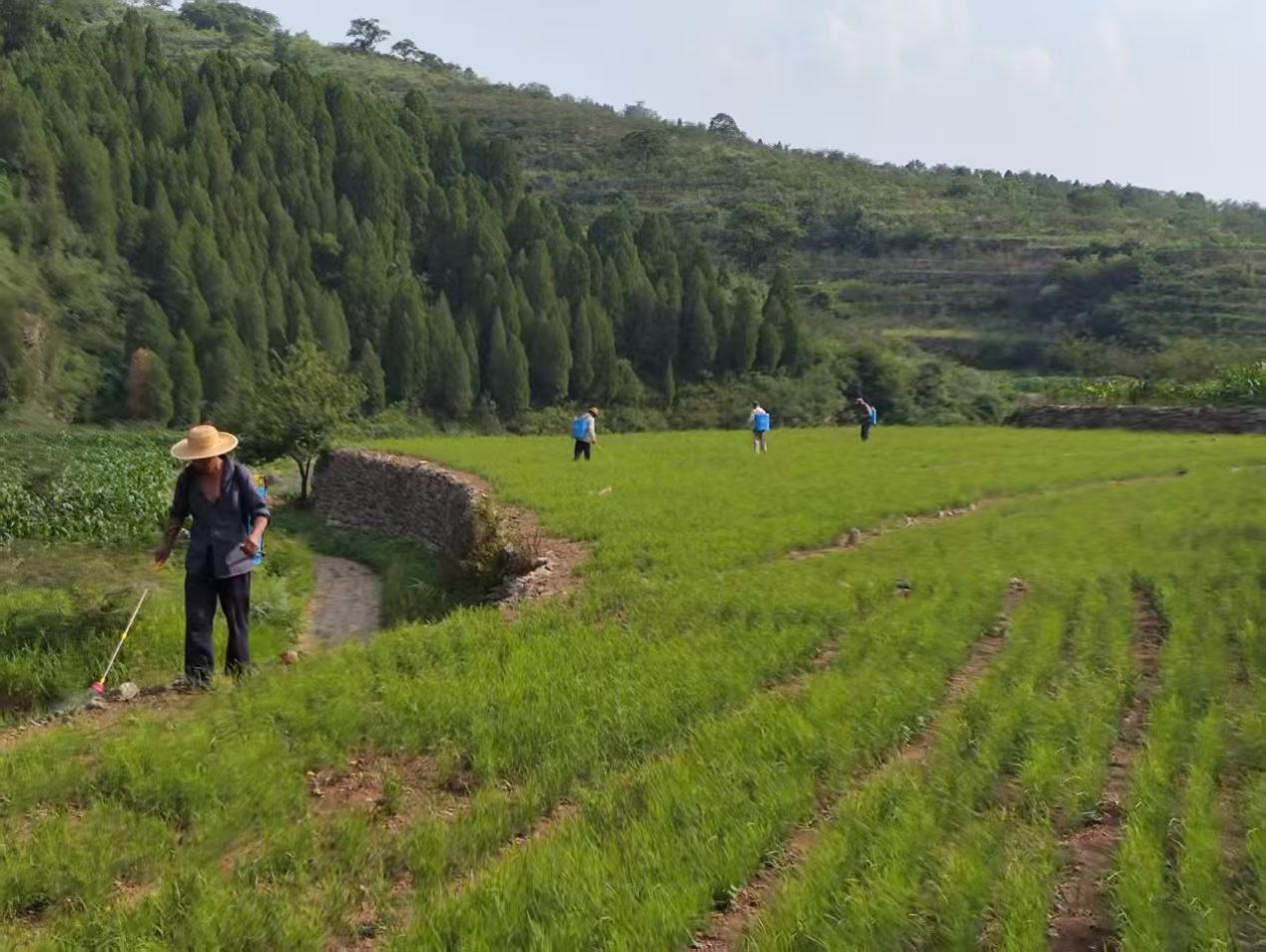 雪野街道：种植草药富一方，合作社里绘振兴