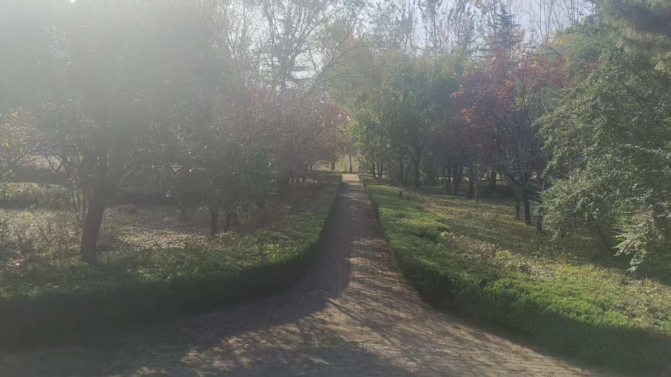 【冬季绿化养护正当时】莱芜区方下街道开展绿化集中整治行动