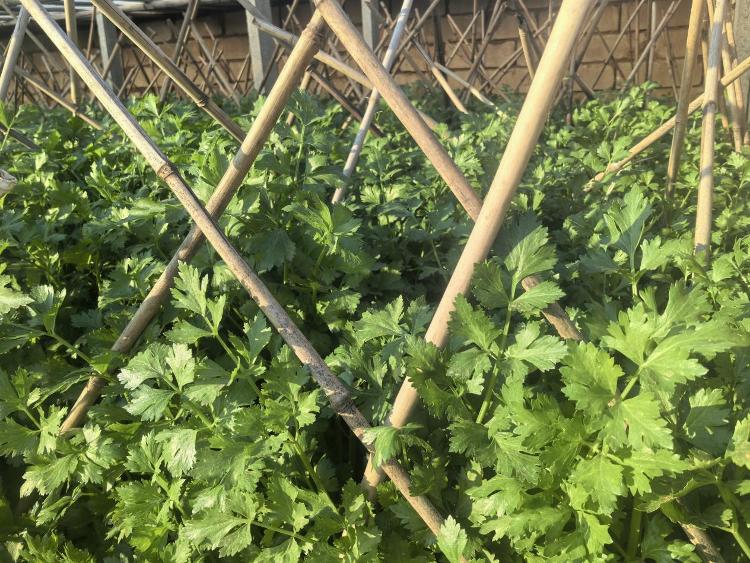 莱芜区高庄街道栗子庄村：翠绿金黄绘就丰收图景