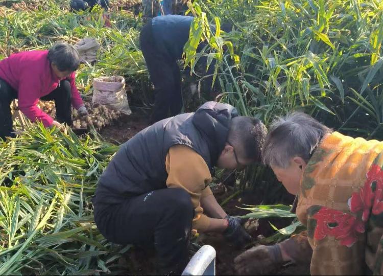 莱芜区大王庄镇瓜屋子村党员群众帮村民抢收“生姜”暖民心