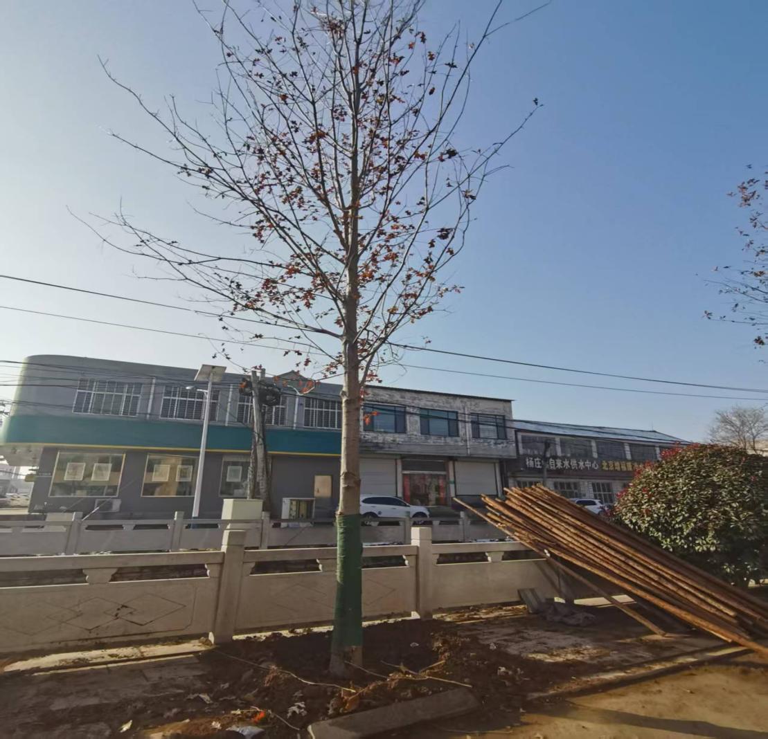 莱芜区杨庄镇:精雕细琢背街小巷 绘就宜居和美新画卷 - 莱芜生活网